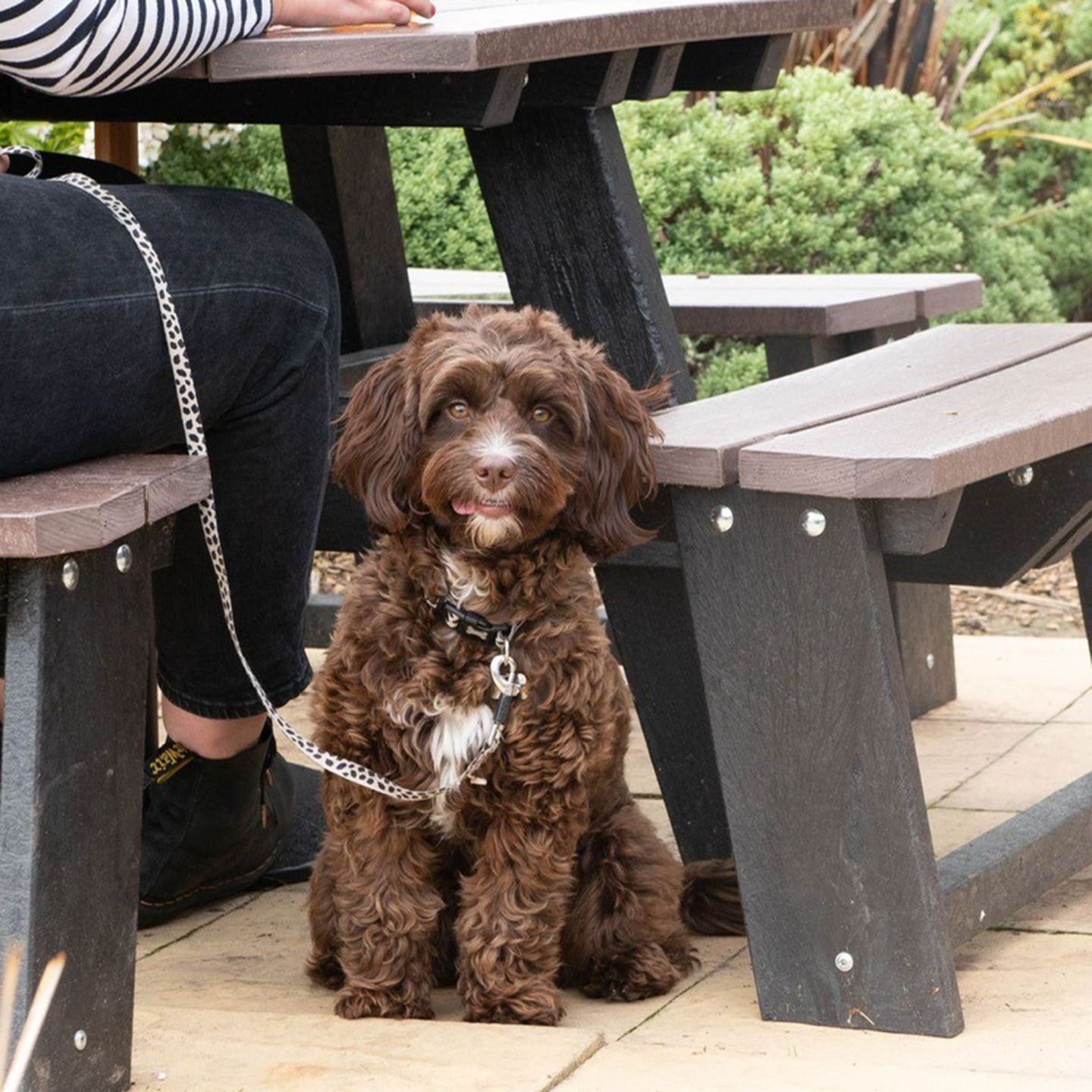 Your local dog friendly pub in Salford
